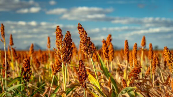 Closeup of a sorghum plant growing in a field