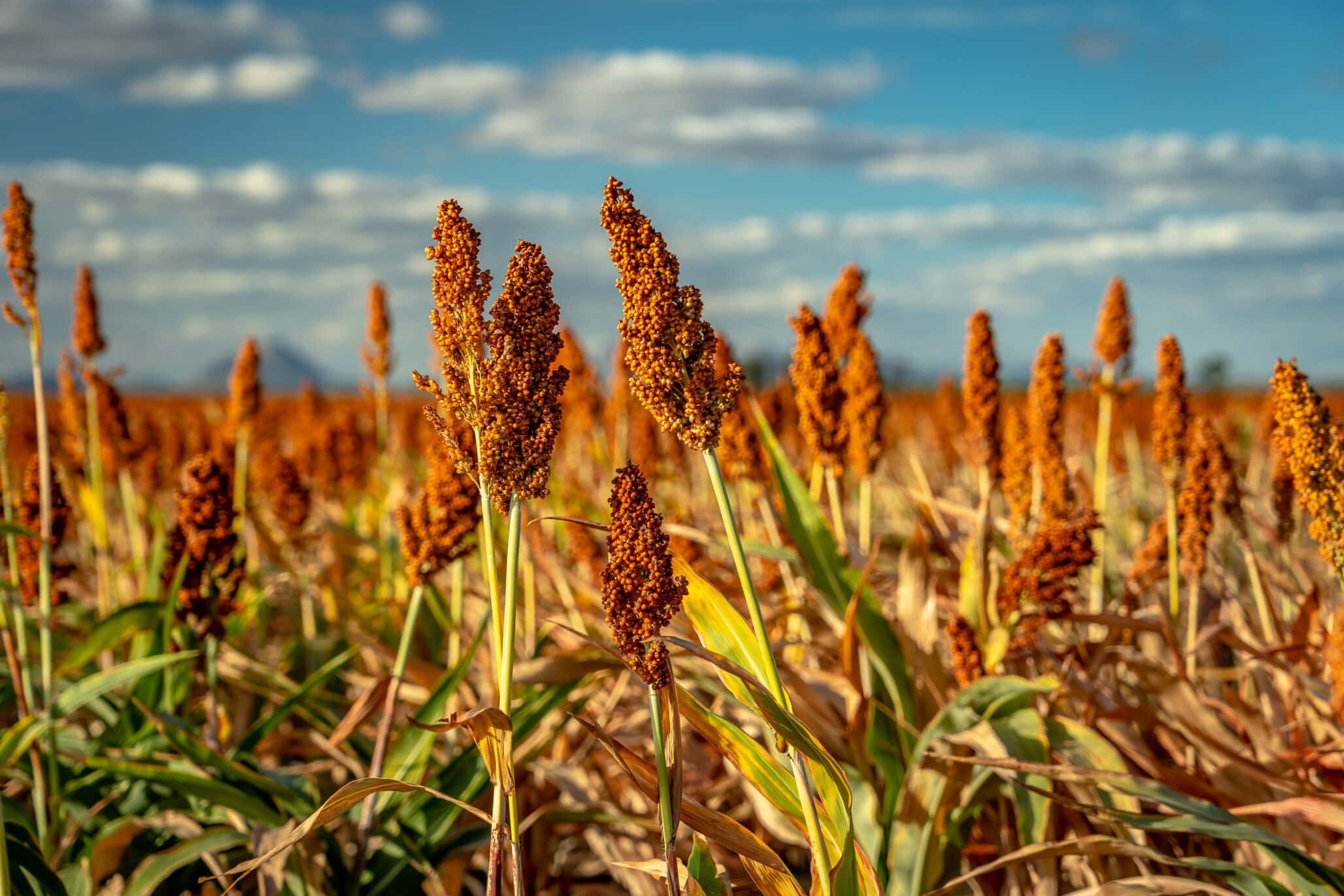 Embrapa’s New Sorghum Hybrid Targets Silage, Biogas, and Energy Production