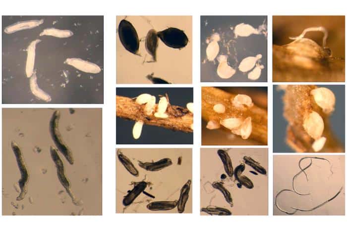 Scientists Map the Genetic Diversity of Soybean’s Most Damaging Pest
