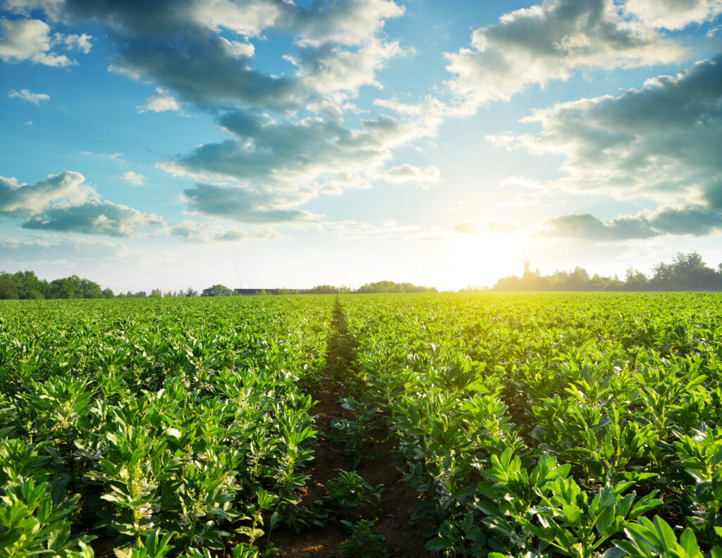 Cultivated field of broad or fava beans at sunset.