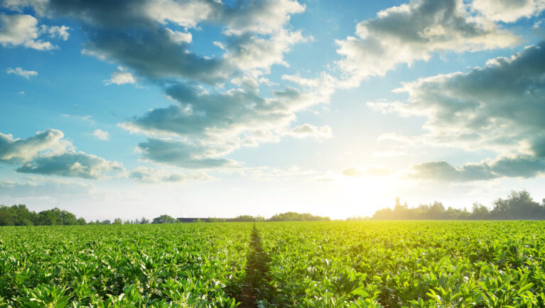 Cultivated field of broad or fava beans at sunset.