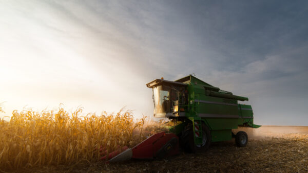 Harvesting of corn field with combine in early autumn
