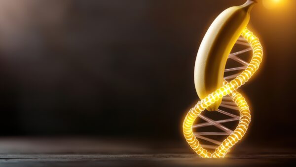 A banana suspended in a glowing DNA helix structure. Fruit with abstract science background.