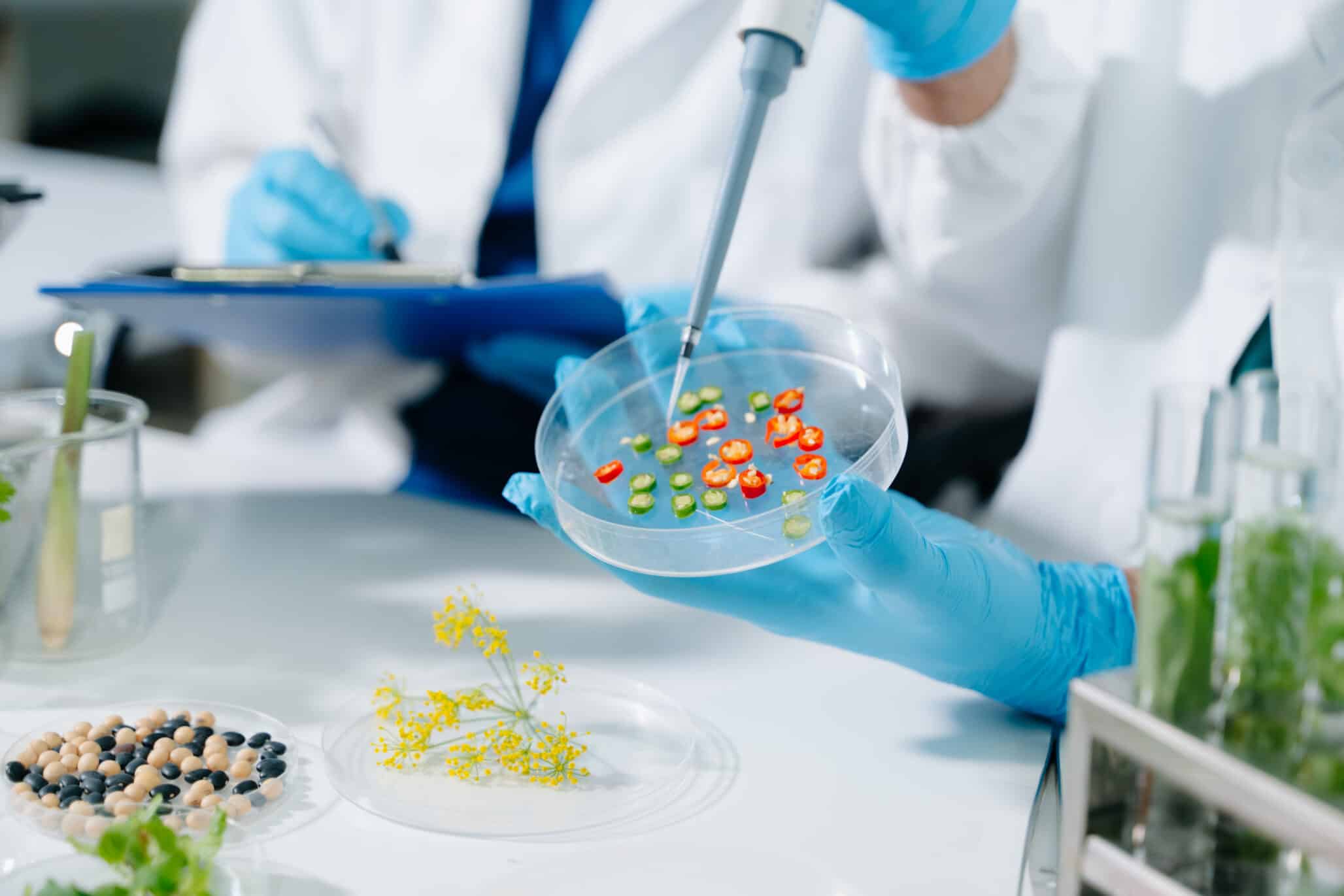 Study Finds No Clear Link Between GMOs and Health Risks