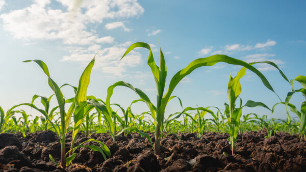 Soil close-up with visible texture, roots,