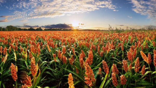 Sorghum field at dramatic yellow sunset, Agriculture landscape