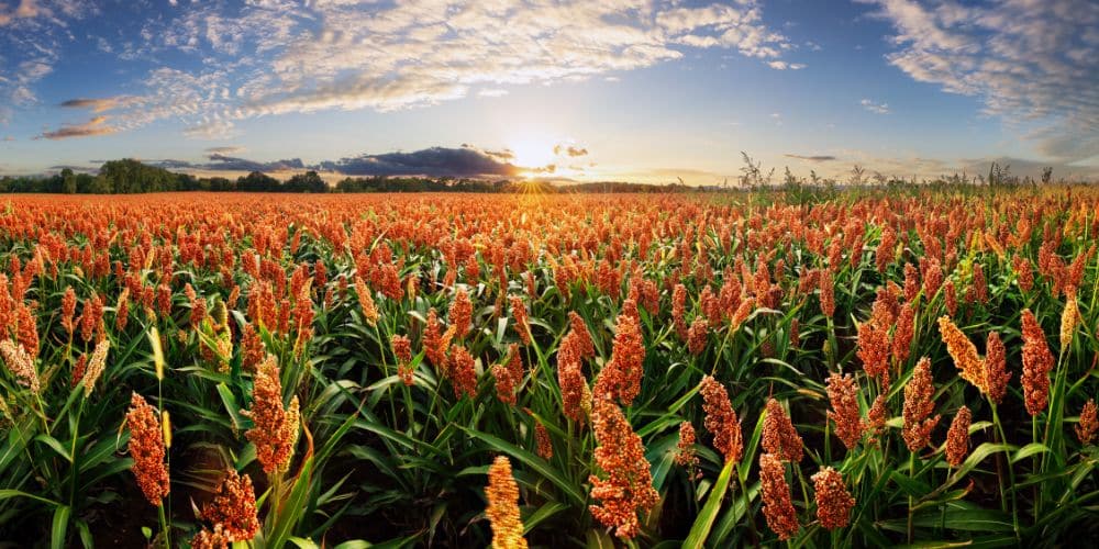 Sorghum field at dramatic yellow sunset, Agriculture landscape