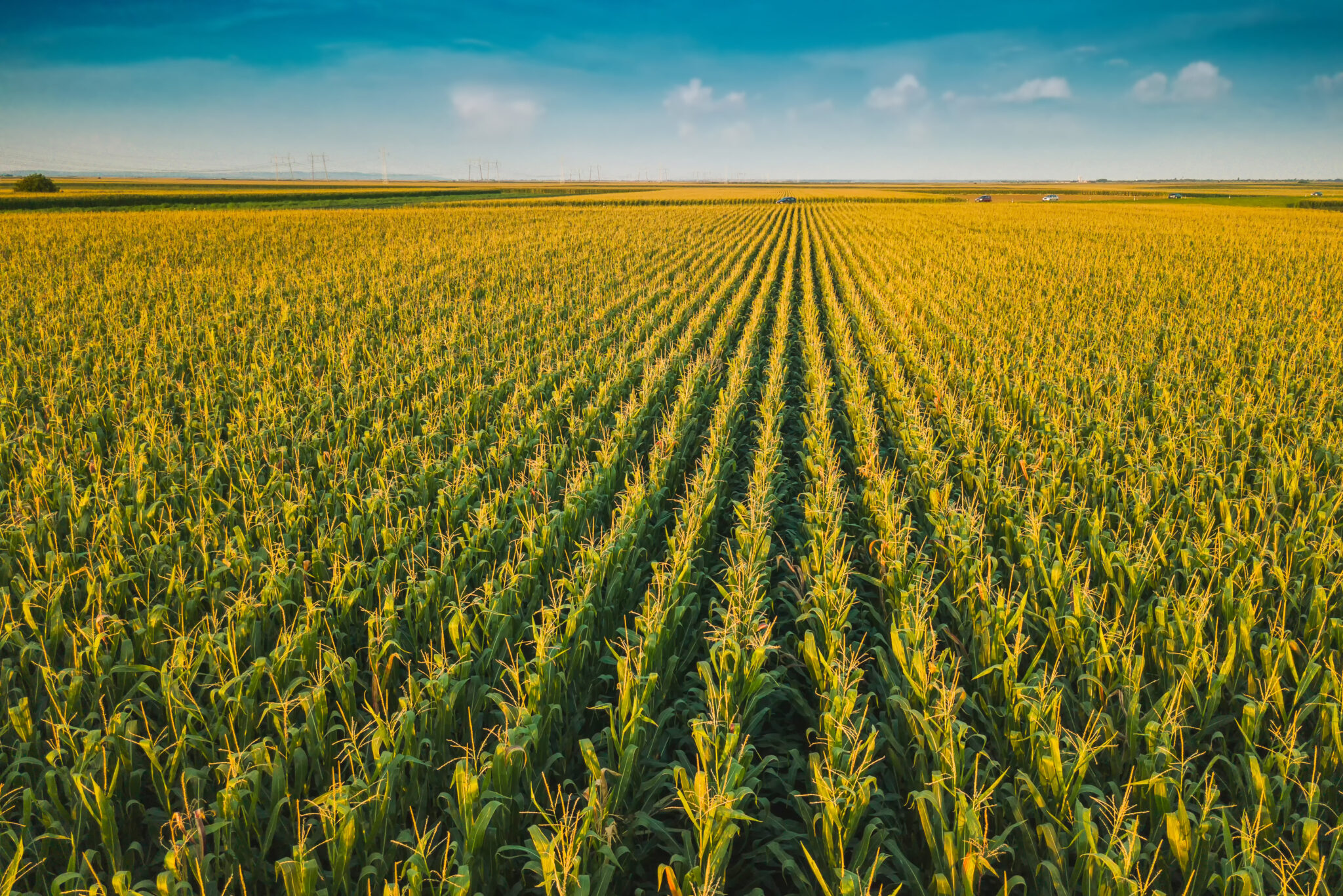 New Embrapa Programs Aim to Cut Carbon Footprint of Corn and Sorghum ...