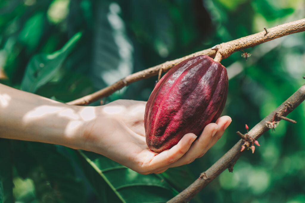 Cacao Tree (Theobroma cacao).