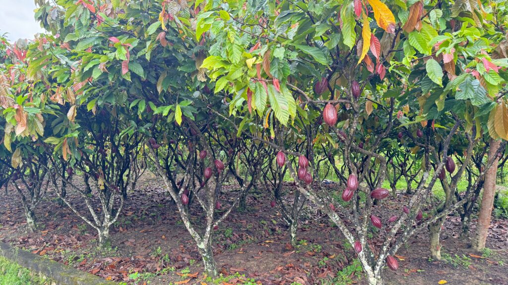 Lush cocoa plantation with ripe pods hanging from trees,
