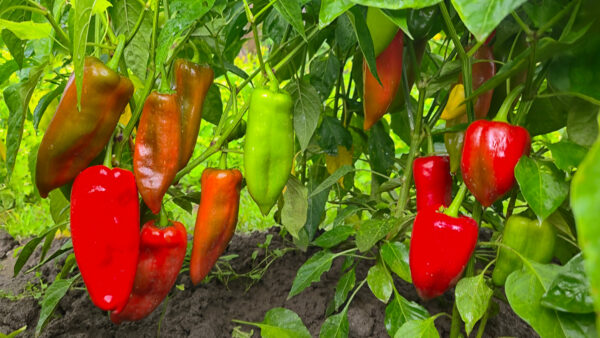 Ripe sweet peppers growing on a plant