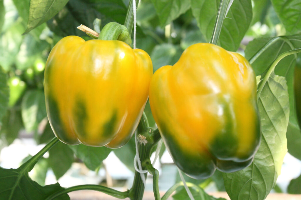 Yellow and green peppers