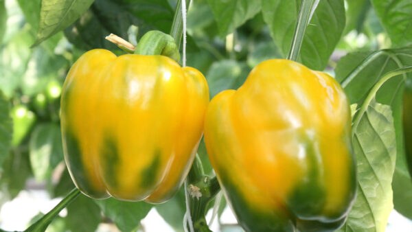 Yellow and green peppers