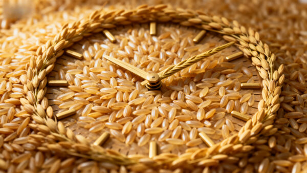 The EU is advancing a new Plant Reproductive Material (PRM) regulation to modernize seed laws, improve traceability, and support biodiversity and food security. Trilogue discussions highlight divisions over exemptions, seed exchanges, and heterogeneous materials. The proposal aims to harmonize rules, enable innovation, and reduce administrative burdens, while raising industry concerns about competition, enforcement, and balancing sustainability with professional agriculture priorities.