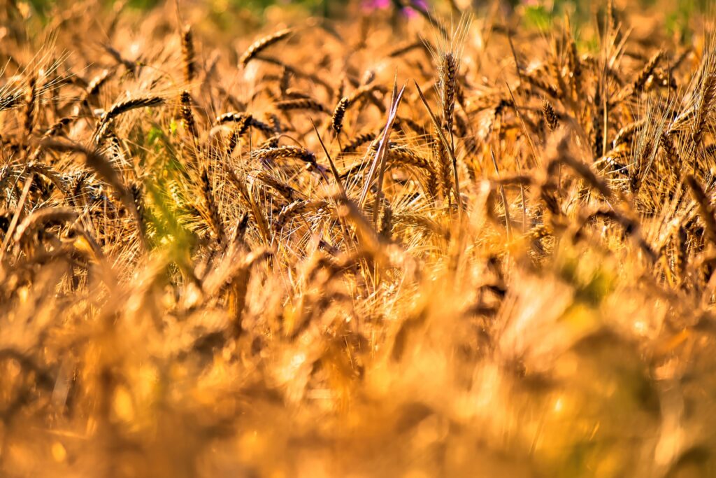 wheat