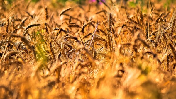 wheat