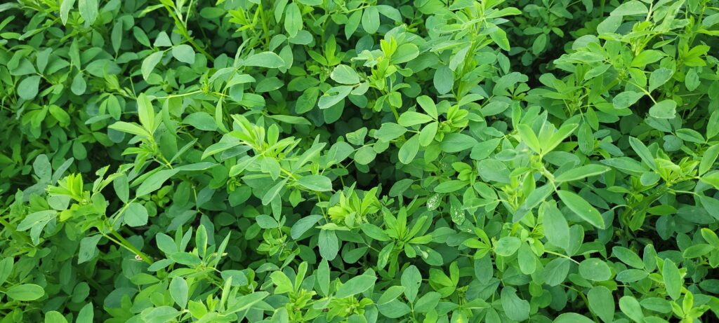 A stunning and vibrant view of a lush green alfalfa field that showcases its beauty