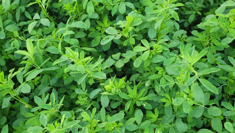 A stunning and vibrant view of a lush green alfalfa field that showcases its beauty