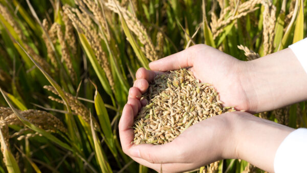 hand with cereal seed