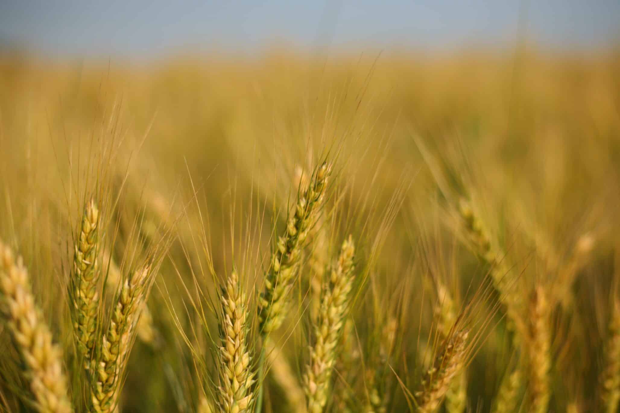 Rothamsted Barley Becomes First Crop Cleared Under UK Precision-Breeding Rules