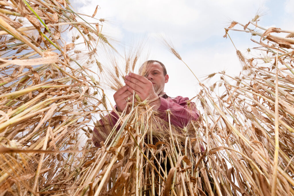 Farmer in the wheat field