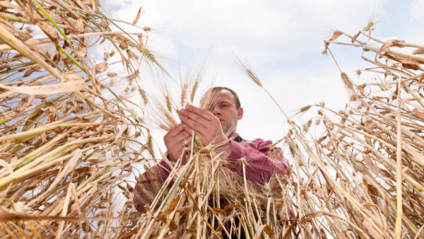 Farmer in the wheat field