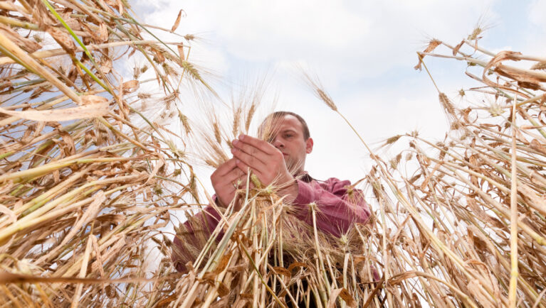 Farmer in the wheat field