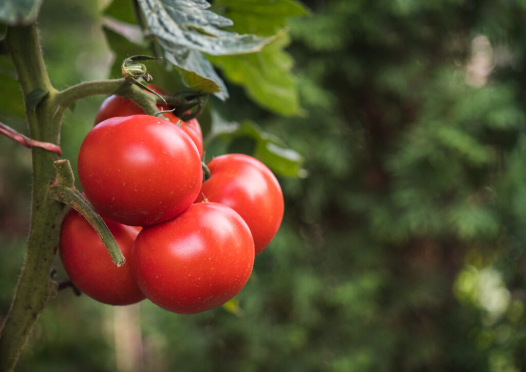 Ripe red tomato