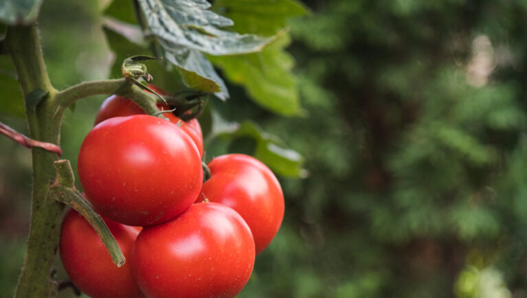 Ripe red tomato