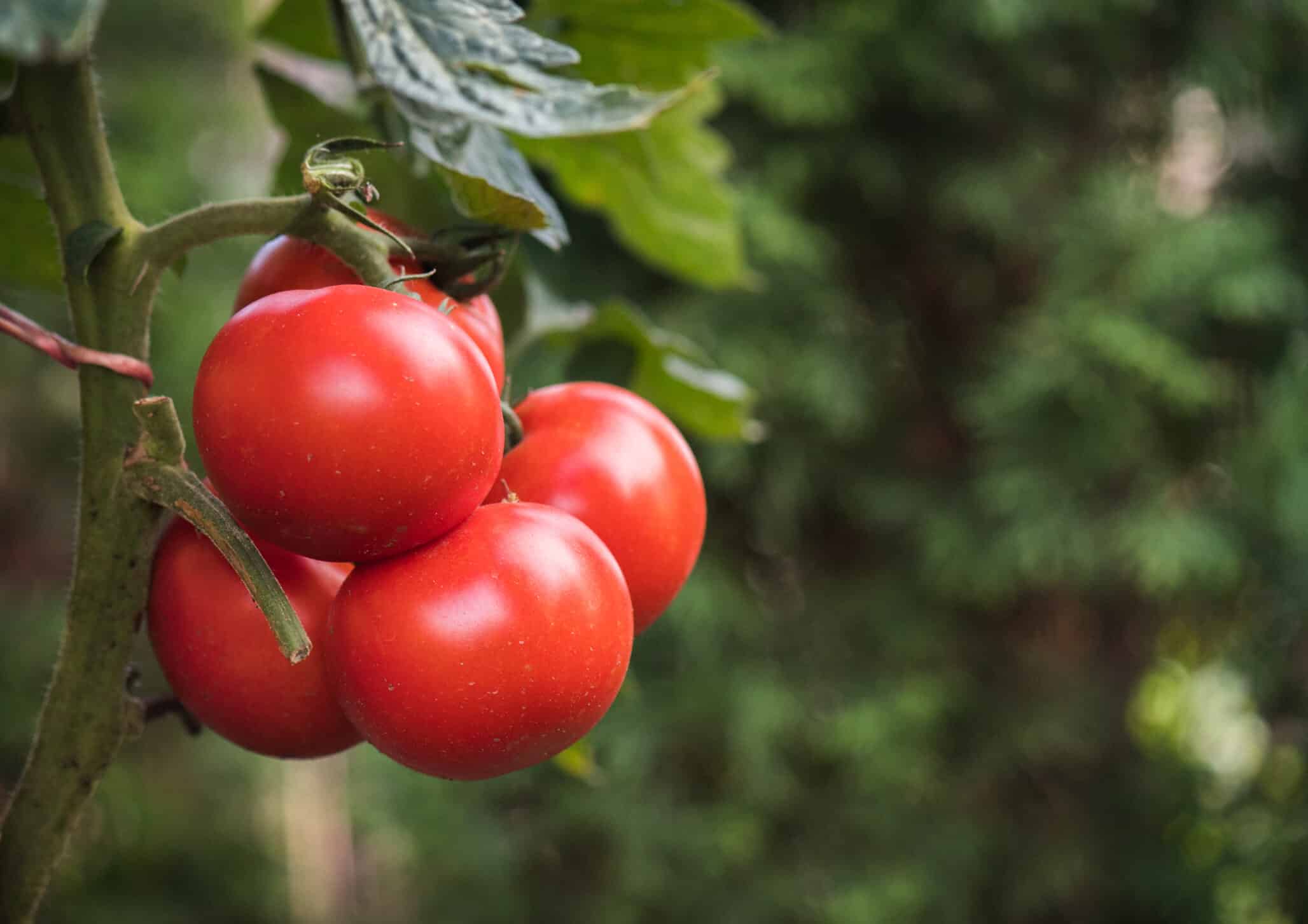 Ripe red tomato