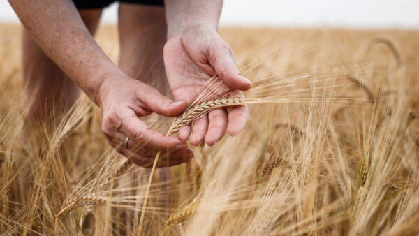 Farmer inspecting agricultural field and control quality of barley crop before harvesting. Female hand touching ripe cereal plant