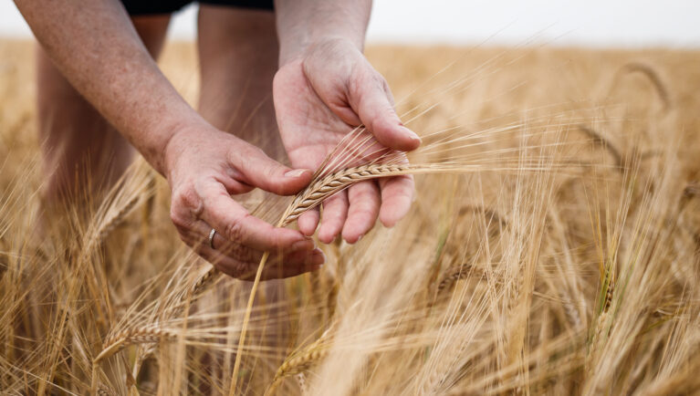 Farmer inspecting agricultural field and control quality of barley crop before harvesting. Female hand touching ripe cereal plant