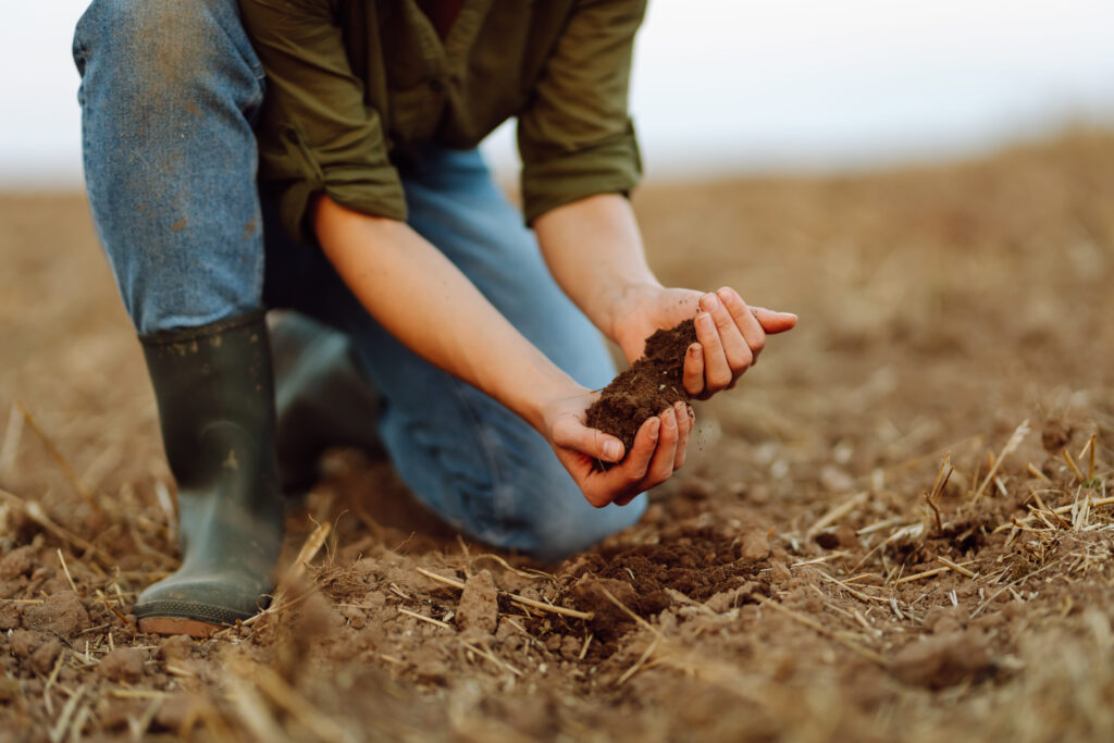 Soil in hands for check the quality of the soil for control soil quality before seed plant. Gardening and agriculture concept.