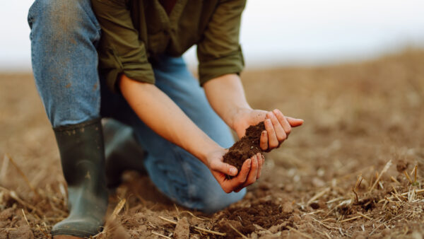 Soil in hands for check the quality of the soil for control soil quality before seed plant. Gardening and agriculture concept.
