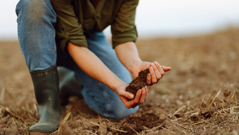 Soil in hands for check the quality of the soil for control soil quality before seed plant. Gardening and agriculture concept.