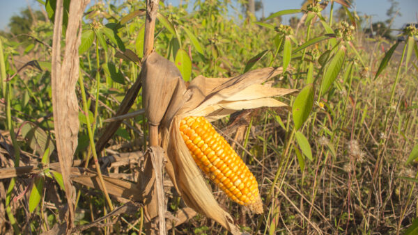 Dry grass covered with corn makes up for not growing..Corn stunt disease