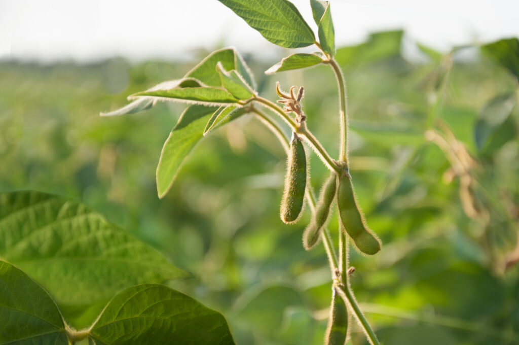 Young soybean pods in a soybean field on a sunny day
