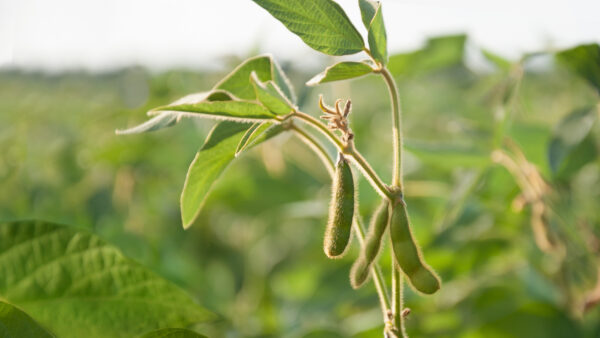 Young soybean pods in a soybean field on a sunny day