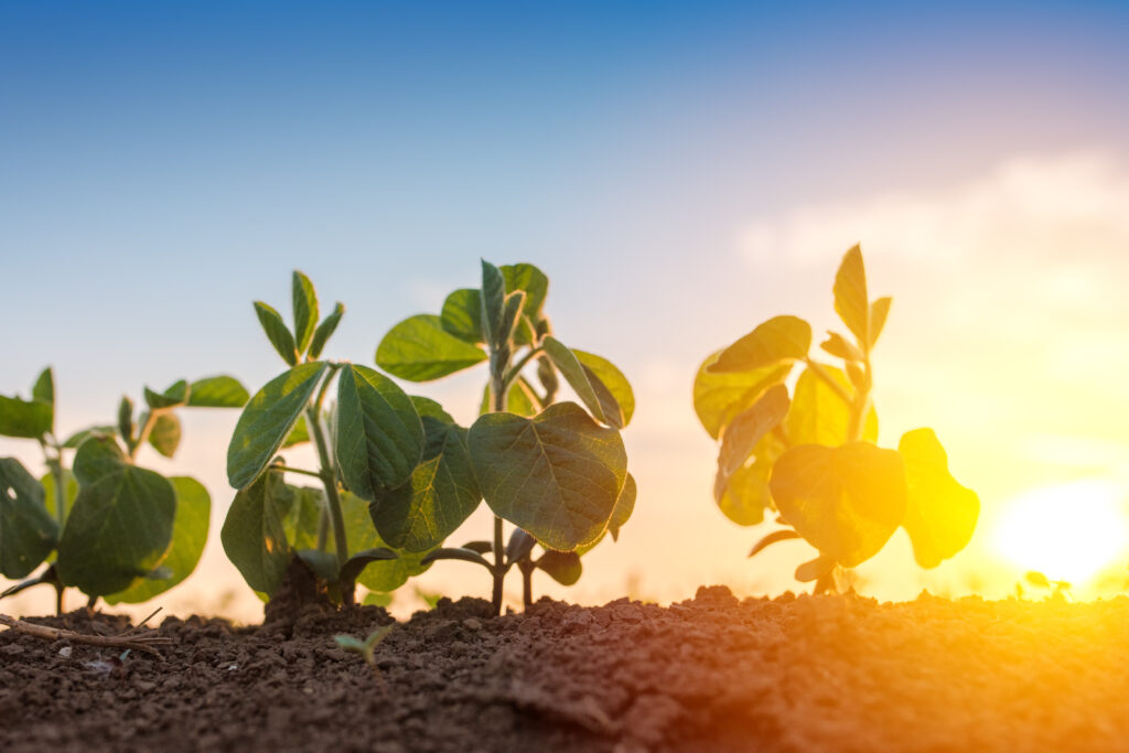 Low angle view of soybean in field