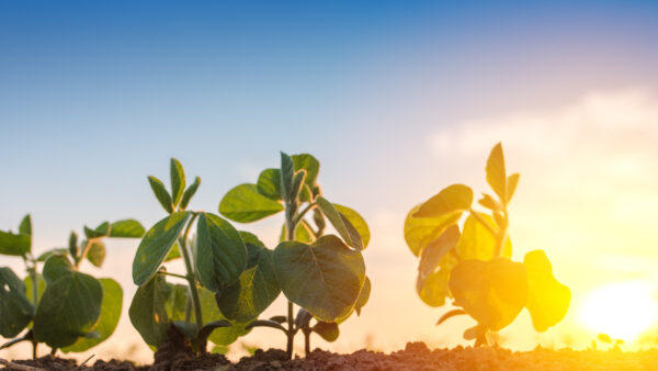 Low angle view of soybean in field