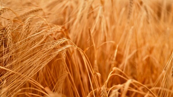wheat field in the sun, close-up view of ripe ears of grain ready for harvest