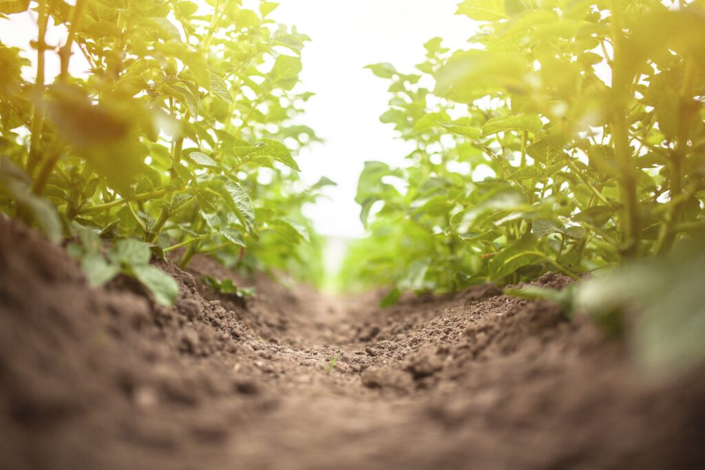 Potato growing in the field