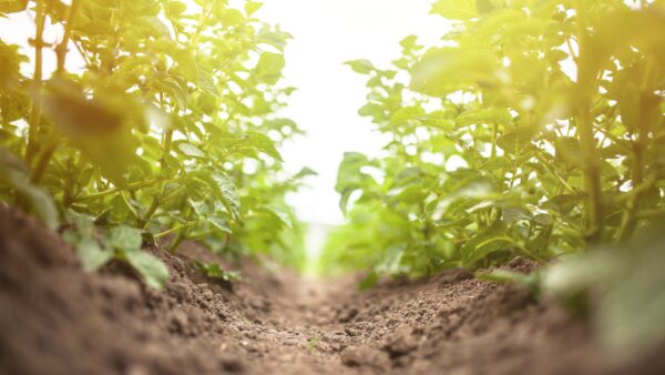 Potato growing in the field
