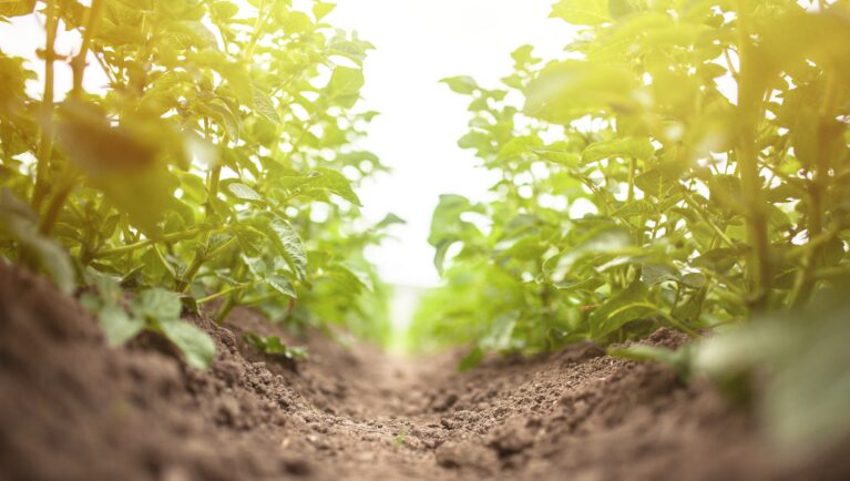 Вагенинген начнет испытания НГТ-картофеля в 2026 году