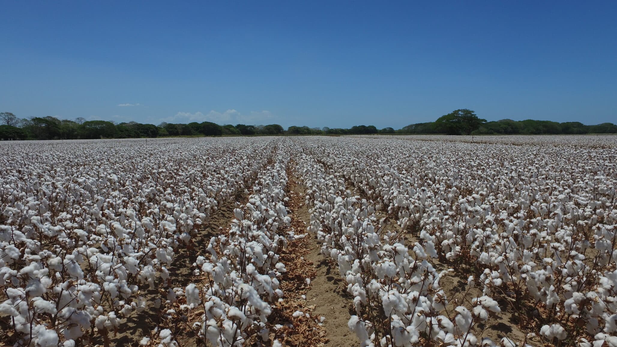 Why Costa Rica Is Attracting Global Seed Investment and R&D