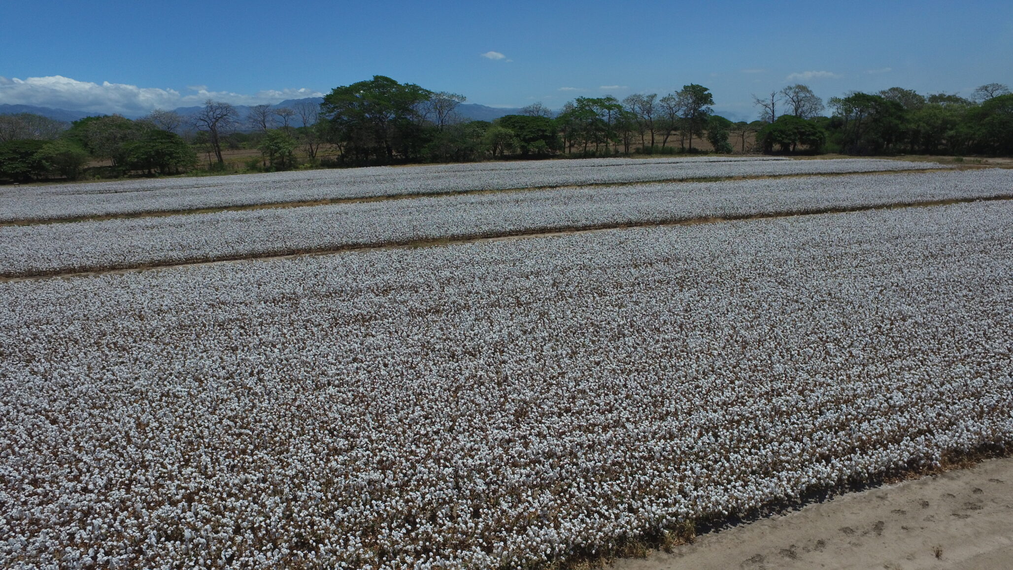 Por qué Costa Rica atrae inversión e I+D global en semillas