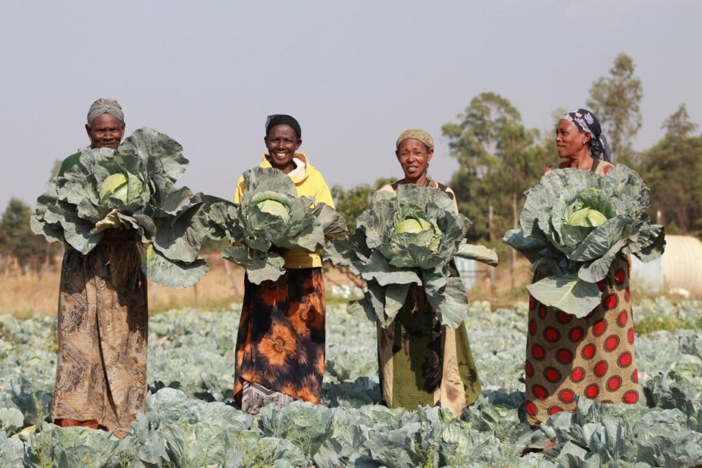 Farmers, Cabbage, Ethiopia