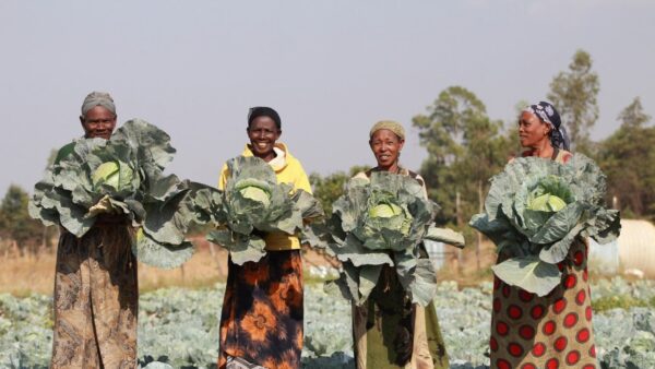 Farmers, Cabbage, Ethiopia
