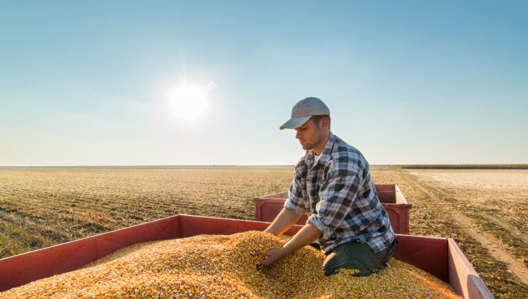 corn, farm, grain