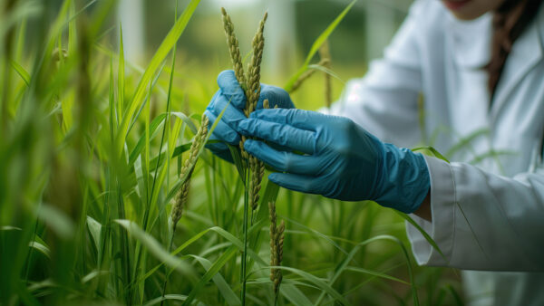 genetic researcher, seed research Modification of rice grains biotechnology genetic modification.